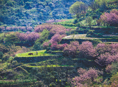 乡村旅游拔节生长(走进传统村落)