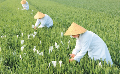 农业农村经济运行总体平稳(锐财经)