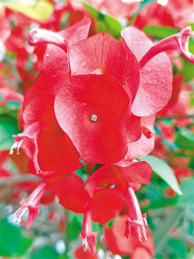 既是植物园又是科学馆(美丽中国・走进植物园③)