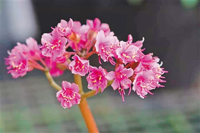 既是植物园又是科学馆(美丽中国・走进植物园③)
