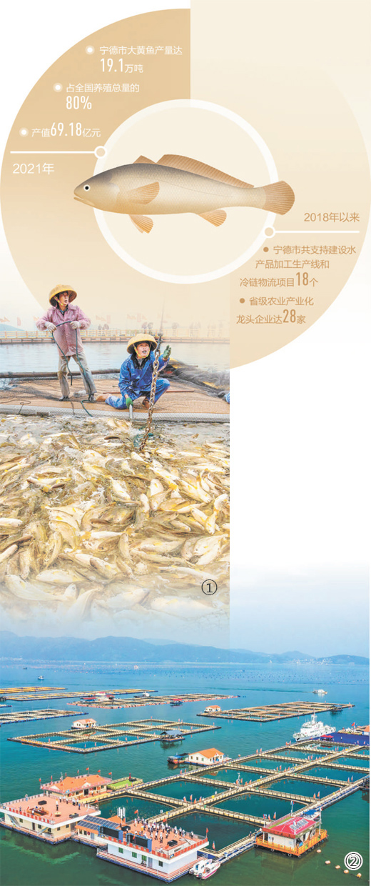 大黄鱼如何“游”回百姓餐桌(一线调研)